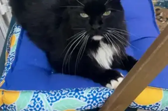 Chat noir perdu, bouts pattes/menton blancs - photo
