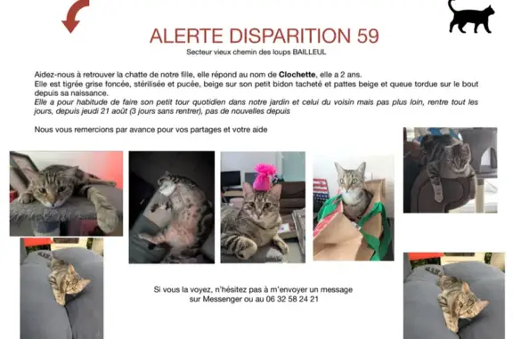 Chatte tigrée perdue à Bailleul - photo