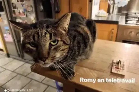 Chat Romy perdu à Laplume - photo