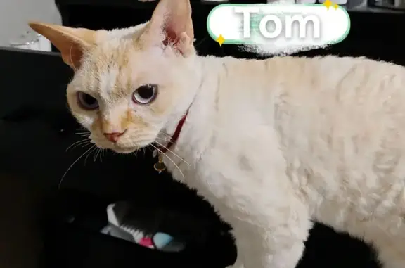 Lost Cream Point Devon Rex in Tollcross