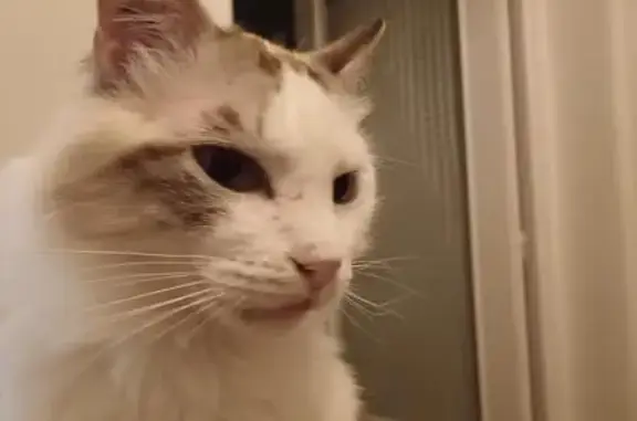 Chat perdu à Bourg-en-Bresse, aide SVP - photo