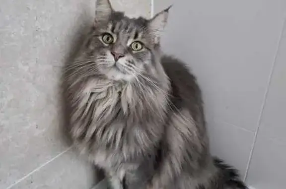 Chat perdue aux Mesneux, rue de la Bouvelette - photo