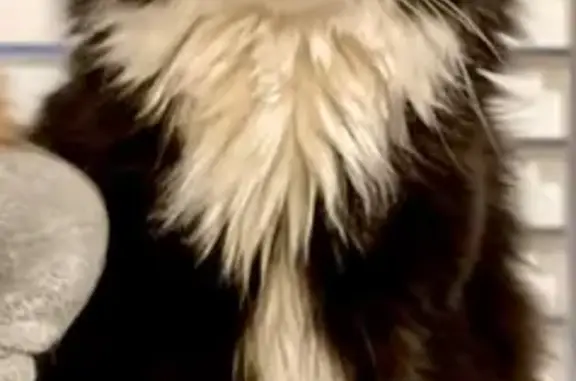 Lost Cat: Help Find Vader in Plymouth