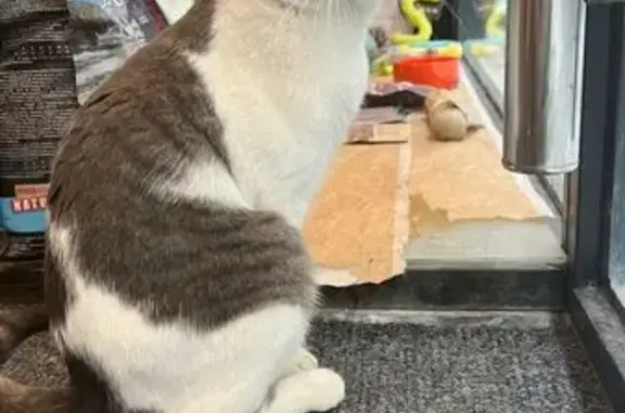 Gato Perdido en Tienda de Ropa...