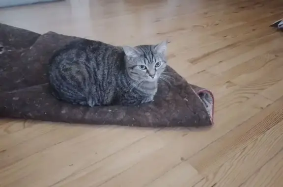 Animaux perdus Bourg-de-Péage, photo: Chat gris tigré perdu à Bourg-de-Péage