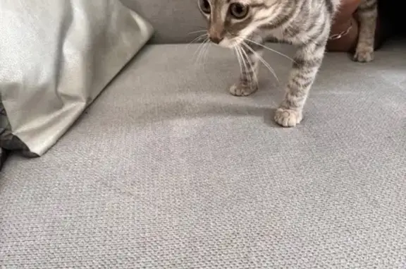 Chaton tigré gris trouvé à Miramas - photo