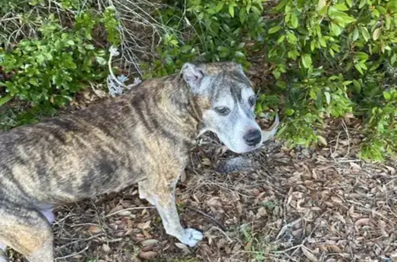 Lost Brindle Pitbull, 13, Needs Help!