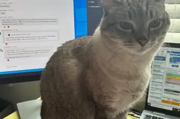 Missing cat Ammon, photo: Lost ESA Cat: Cream & Gray, Ammon Area