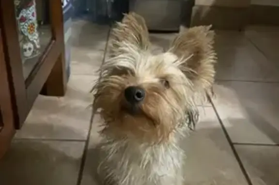 Lost Dog: Silver & Gold, Mystic Sunrise
