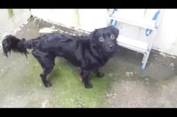cachorro desaparecida
