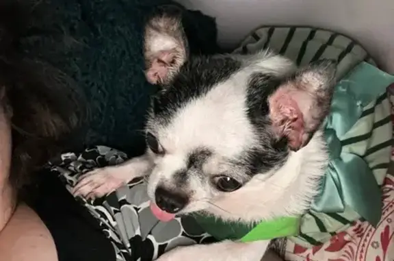 Lost Dog: White & Black Spots, Clarksburg