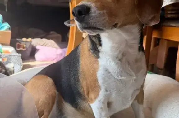 Lost and found pets , photo: Lost Tri-Color Beagle in Jefferson, OH