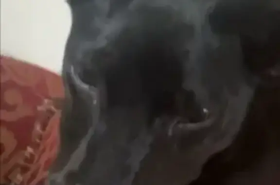 Lost: Friendly Black Terrier on Canal St