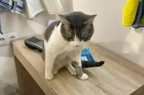 Gato Perdido en Tienda de Ropa...