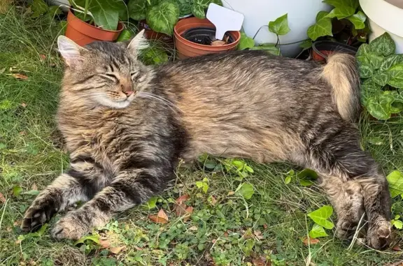Búsqueda de mascotas, foto: Gato Encontrado en Soto de Viñuelas