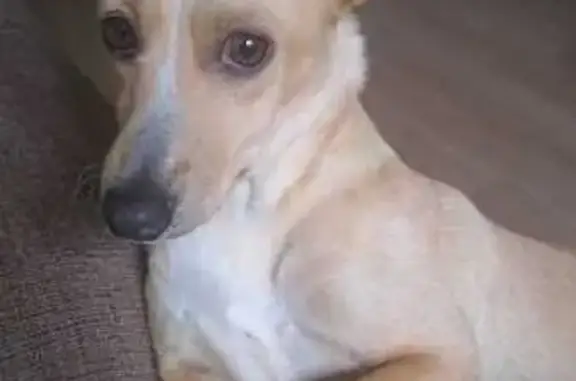 cachorro desaparecida
