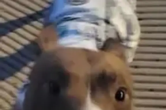 Found pets Phoenix, photo: Found: Friendly Red Bully in Dollar Hoodie