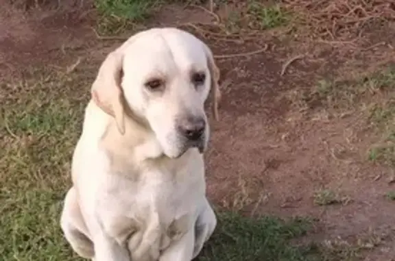 Búsqueda de mascotas, foto: ¡Ayuda! Perdido Golden Mayor en CDMX