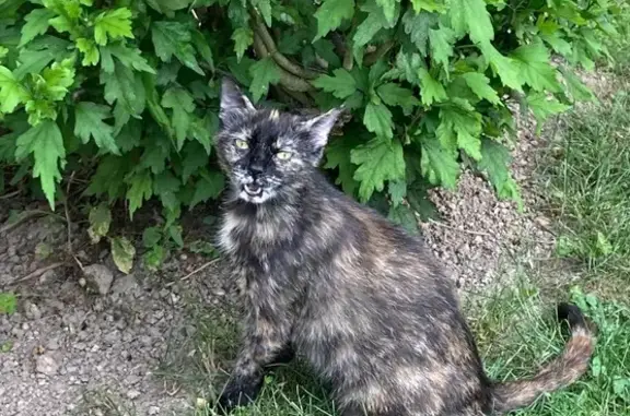 Chatte Tulipe perdue à Saint-André-les-Vergers - photo