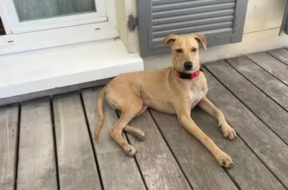 Chien beige perdu, Rue de la Cave, Igny - photo