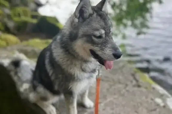 Husky gris-blanc perdu à Champigneulles - photo