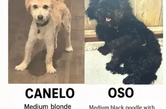 Lost Dogs: Canelo & Oso in Chicago
