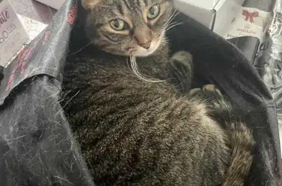 Lost Brown Tabby Cat on Summer Street