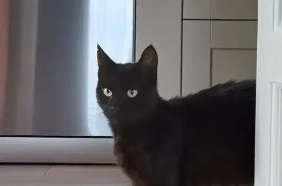 Animaux trouvés Nouvelle-Aquitaine, photo: Chat noir mâle trouvé à Parentis-en-Born