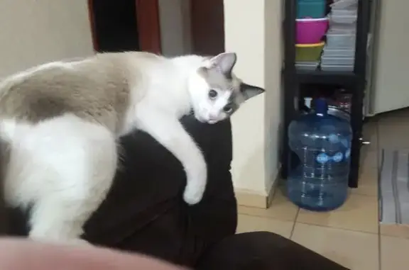 Búsqueda de mascotas, foto: ¡Ayuda! Gatita Blanca TETE Perdida