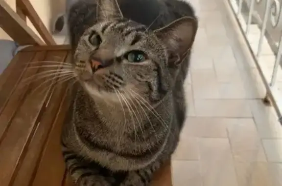 Chat perdu à Bordères-sur-l'Échez - photo