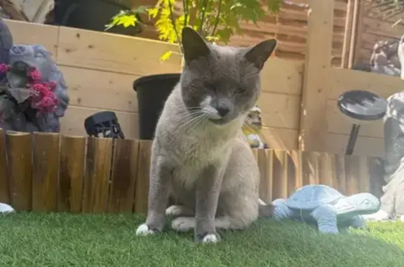 Chat beige/gris perdu, Rue Houchard, Tourcoing - photo
