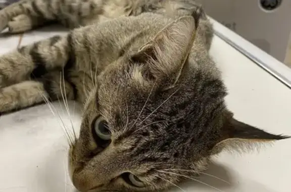 Animaux trouvés , photo: Chat mâle tigré trouvé à Puy-Saint-Martin