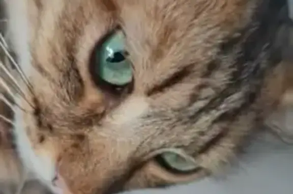 Chat européen rayé perdu à Montpellier - photo