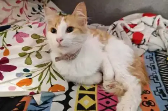 ¡Ayuda! Gato blanco y naranja perdido