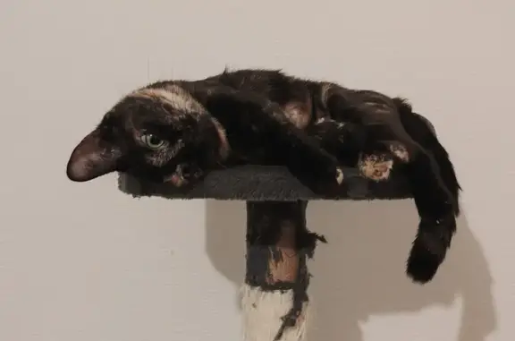 Chatte écaille de tortue perdue à Beaurepaire - photo