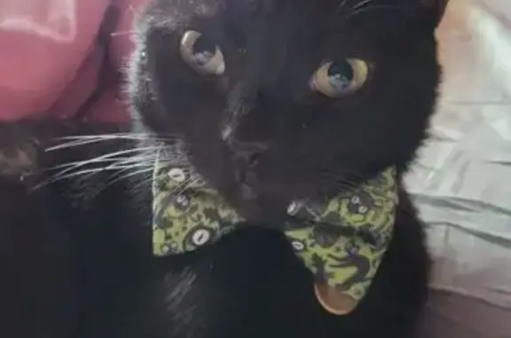 Lost Black Cat: Green Eyes & Bowtie