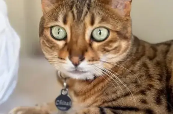 ¡Ayuda! Gata de Ojos Verdes Perdida