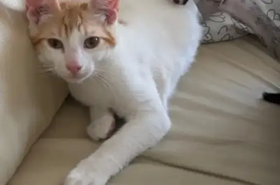 ¡Gatito Perdido en Zaragoza: Cariñoso y Juguetón!