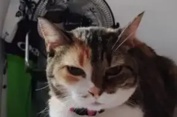 Se Busca: Gata Tricolor con Cola en Siete