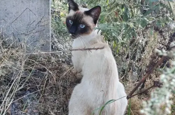 Animaux trouvés Bischwiller, photo: Chatte siamoise trouvée rue du Carmel