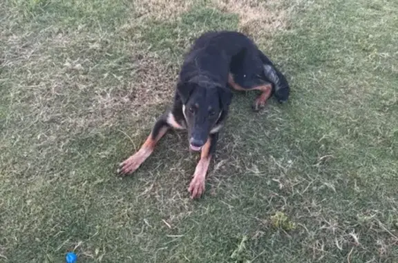 Found dog El Paso, photo: Friendly Young Dog Found on Method Ave