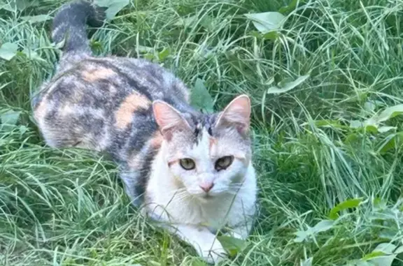 Chatte trouvée à Alfortville - photo