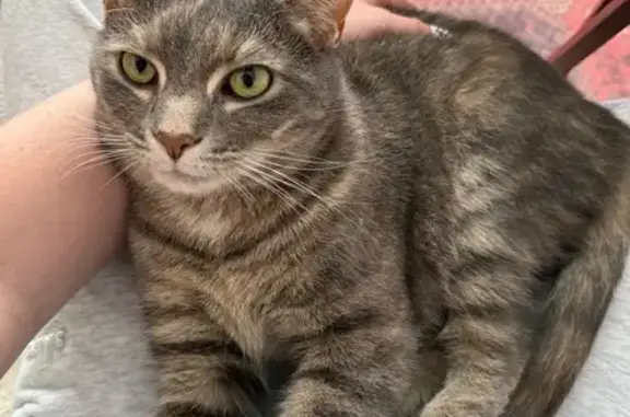 Lost Cat: Tan Spots, Green Eyes - Columbus