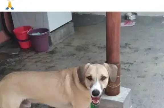 Perro Beige Perdido: Zacatula 530, Guadalupe