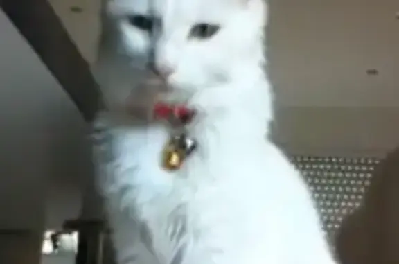 Animaux perdus , photo: Chat perdue, collier rose, Douville