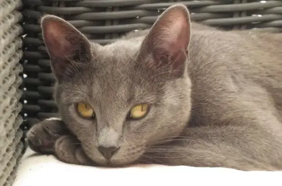 Animaux perdus , photo: Chatte Yuki perdue à La Seyne-sur-Mer
