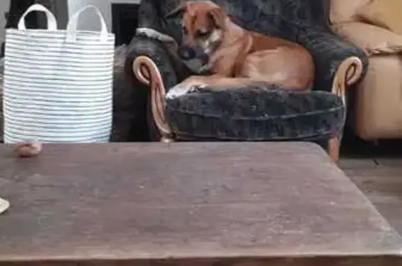 Chien perdu Angers, photo : Chien croisé perdu à Angers, fauve charbonné