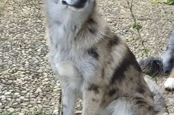 Chien perdu Firminy, photo : Pomsky merle bleue perdue à Firminy