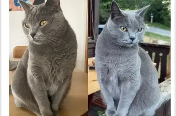 Animaux perdus Saint-Denis, photo: Chat gris perdu, sociable, Saint-Denis