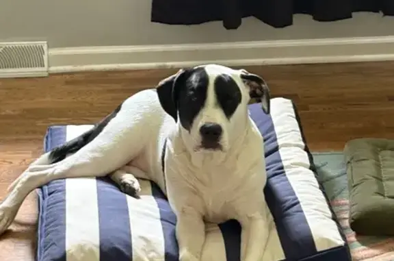 Lost: Lady the Spotted Dog in Leavenworth